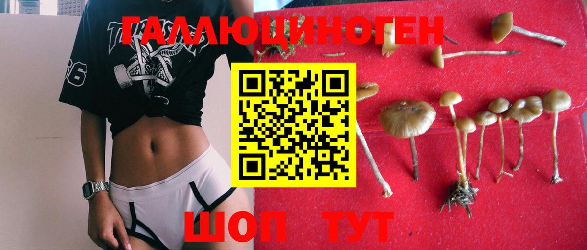 Электросталь  Галлюциногенные грибы Psilocybine cubensis  Вход с VPN 
